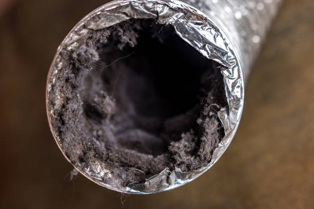 Best Air Duct Mold Removal  in Hillandale, MD